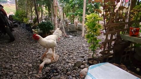 pinoy kinantot ang manok